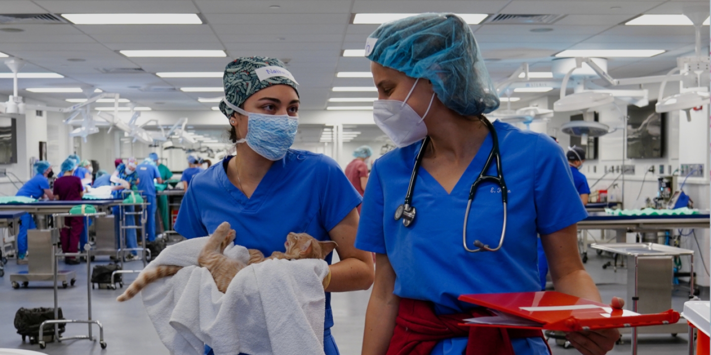 Two vet students carrying a cat asleep after surgery