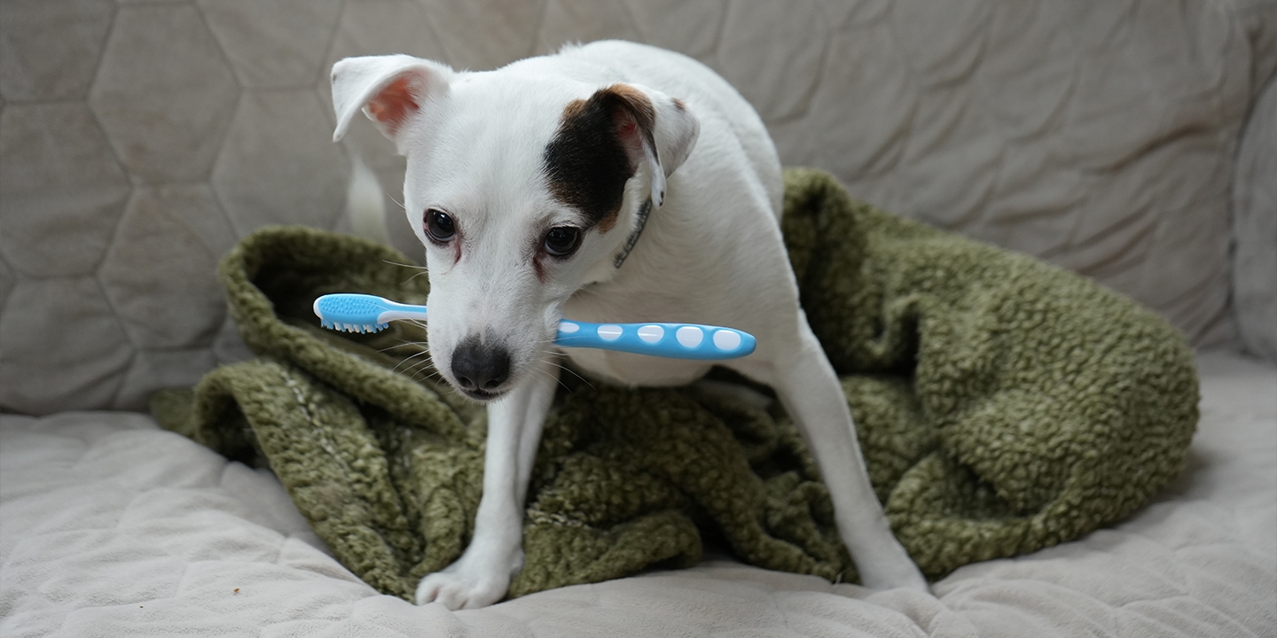 A white dog on a couch with a toothbrush