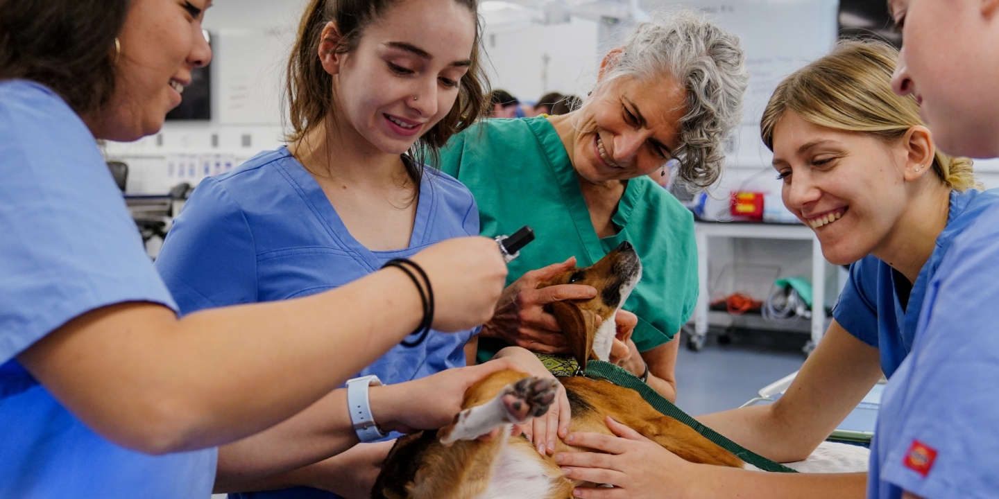 Vet students with their teachers around a dog on an exam table