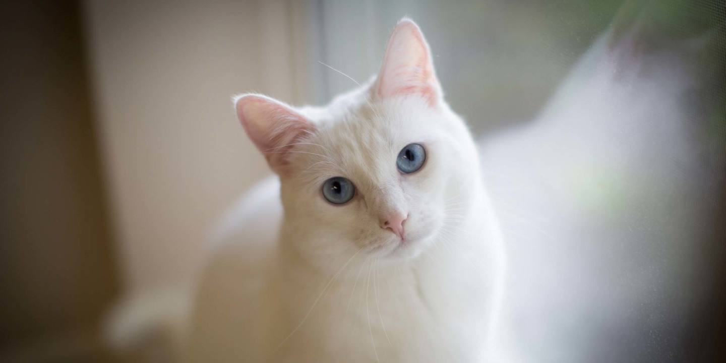 A cat looking at the camera