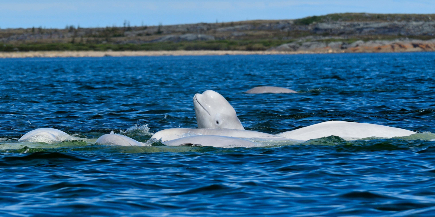 a group of belugas in the sea