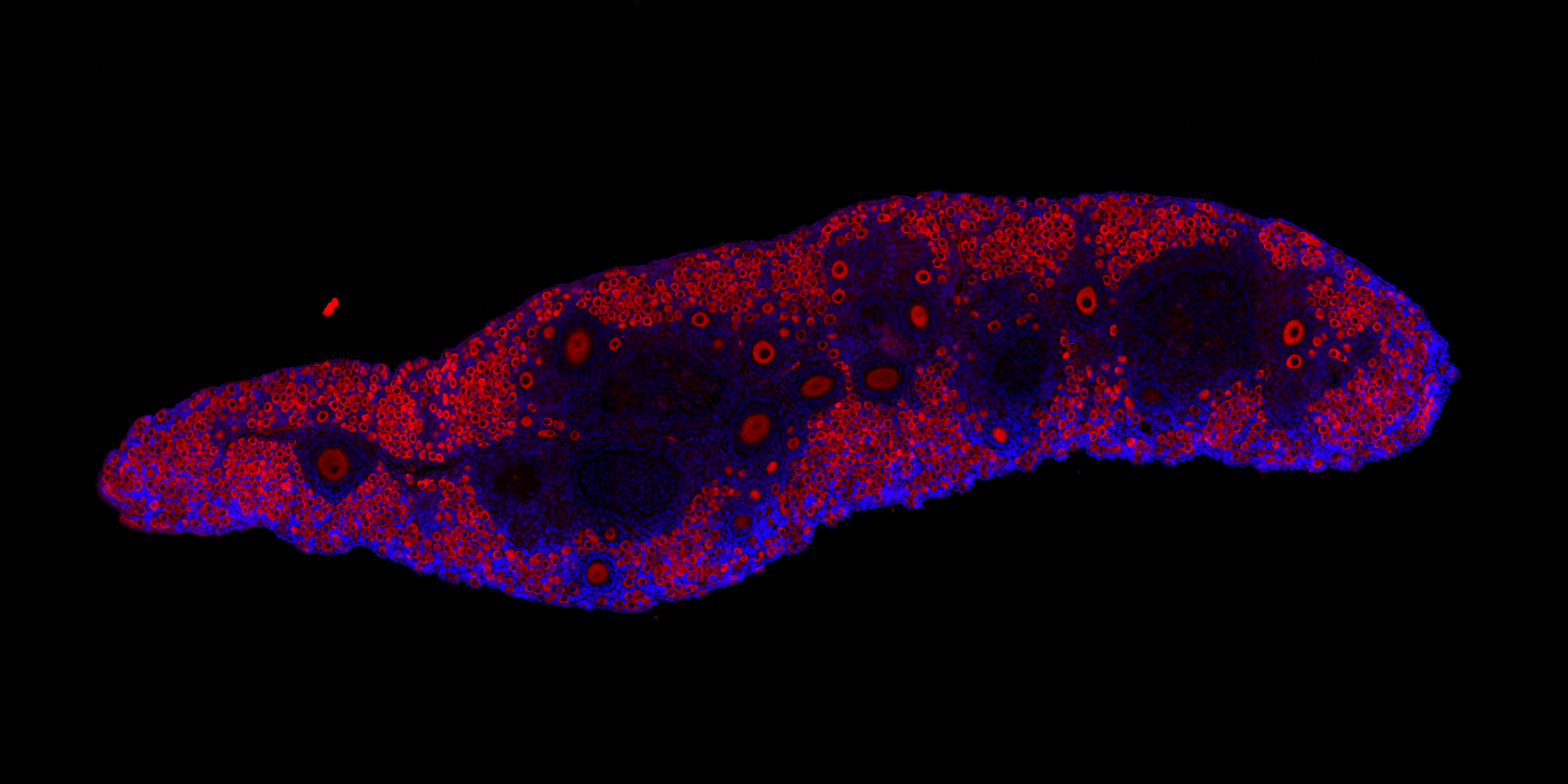 Naked mole-rat ovary stained with a biomarker in red for oocytes