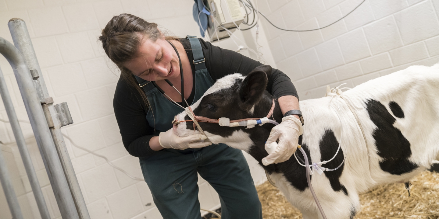 Veterinary Oncology Services