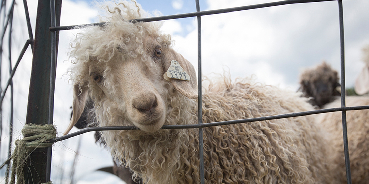 Angora goat