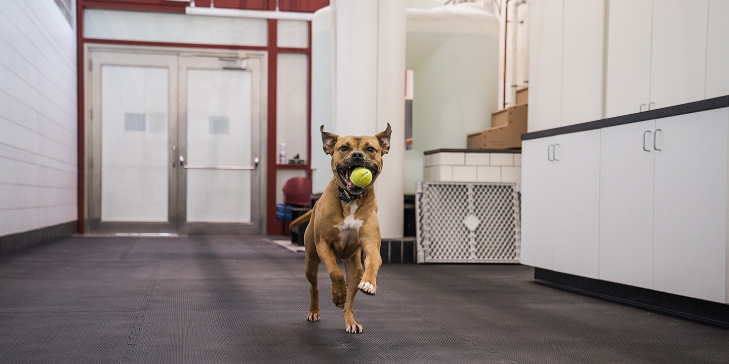 happy dog running and carrying a ball