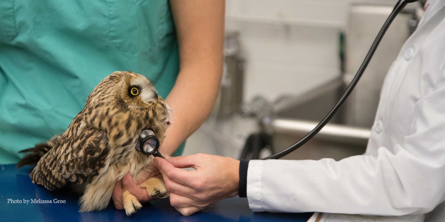 Vet using a stethoscope to listen to an owl's heart