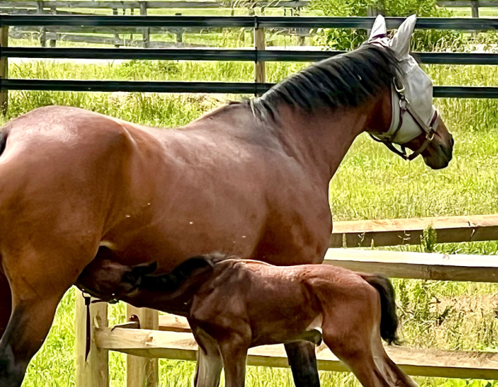 A mare and foal by a fence in a pasture