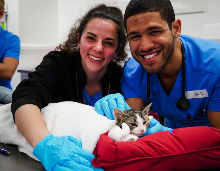 Students smile at the camera while assisting a cat during spay day