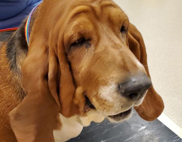 Close up of a basset hound's face during a veterinary exam