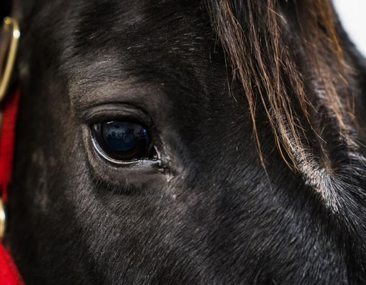 Close up shot of a horse's eyes