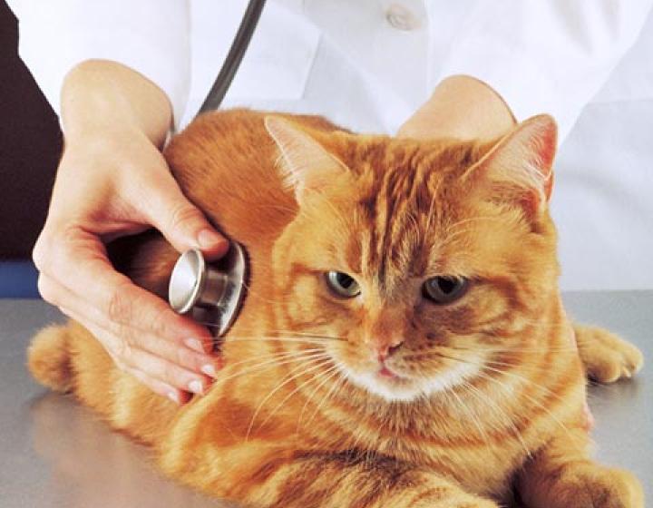 Cat being examined by physician