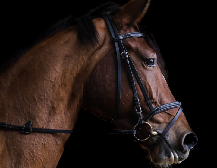 A silhouette view of a horse against a dark black background