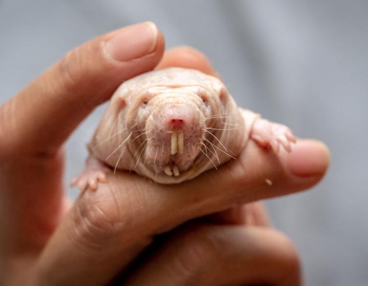 A naked mole rat held in a hand