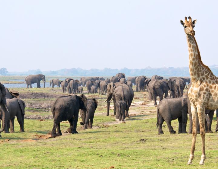 A giraffe stands near elephants in the Kavango Zambezi Transfrontier Conservation Area