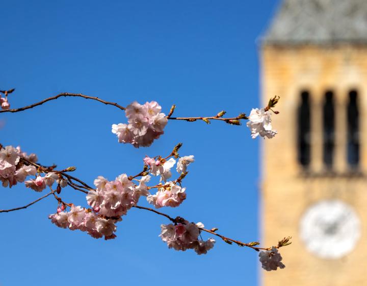 The Cornell Tower in the background and pink flowers in the foreground