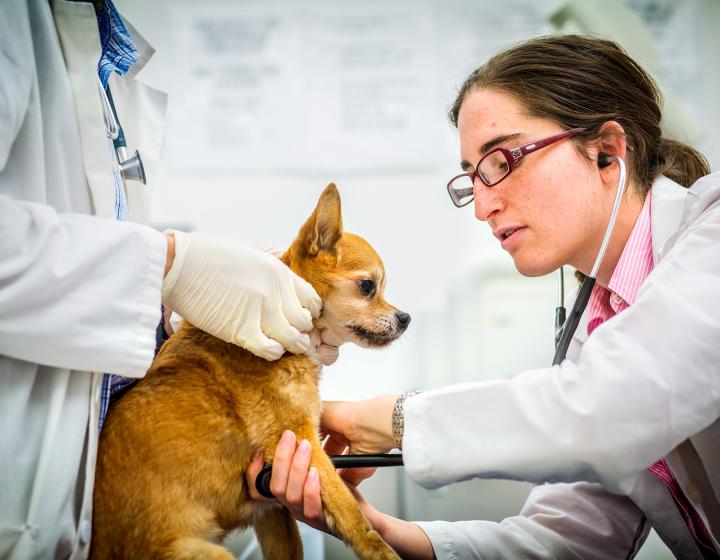 A female vet examines a small dog while a second vet provides support