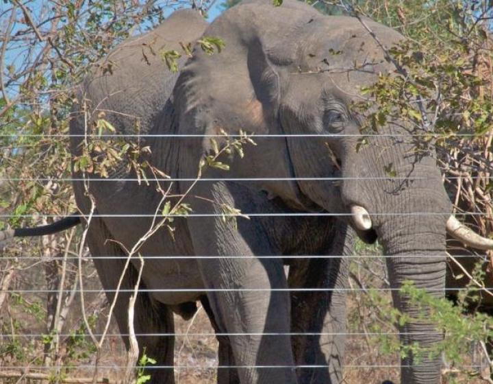 An African savanna elephant confronted with a veterinary fence in 'KAZA', or the Kavango Zambezi Transfrontier Conservation Area in southern Africa. (Photo: AHEAD / M. Atkinson)