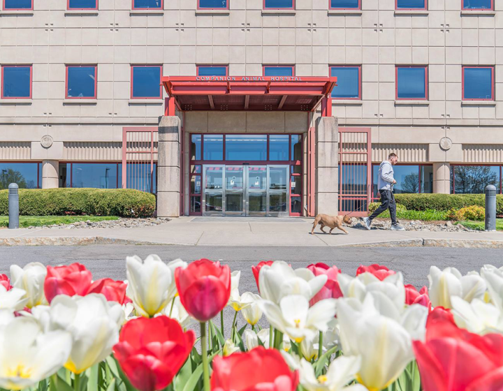 The entrance of the Cornell University Hospital for Animals, with tulips in the foreground