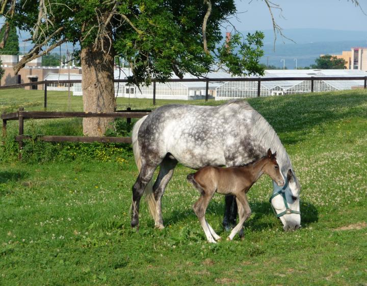 Horse and foal appear in a field  with greenhouses in background