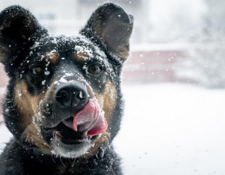 A stock photo of a black and brown dog's face covered in snow