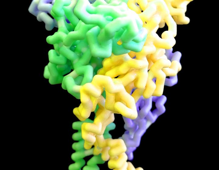 The molecular structure of receptor P2X7