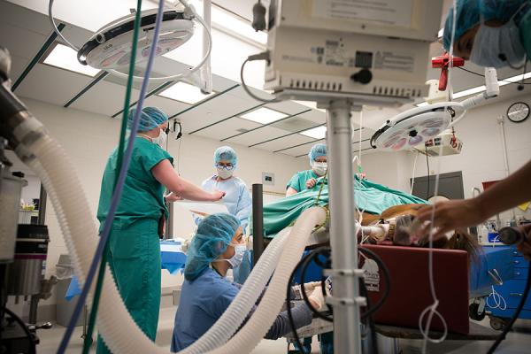 Equine emergency specialists with an anesthetized horse in the operating room. 