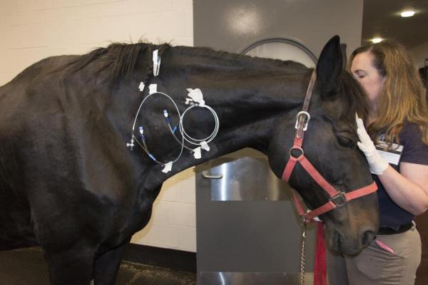 Black horse stands with catheters placed in juglular region
