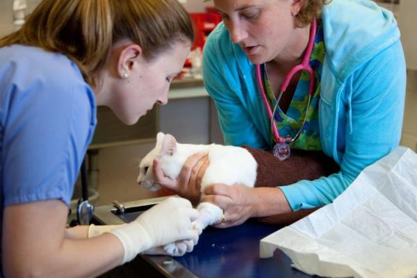 Two technicians draw blood from a cat. 