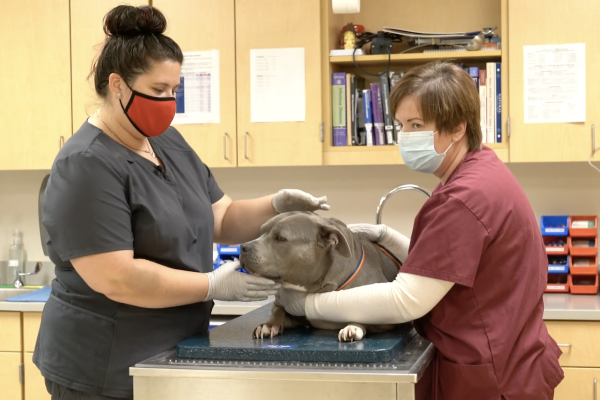 clinicians perform dermatologic exam on a dog