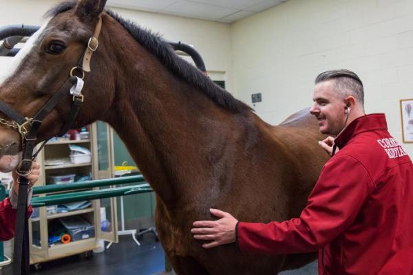 Dr. Sam Hurcombe listens to a horse with his stethoscope