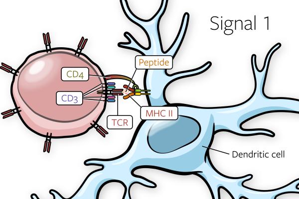 signal one illustration