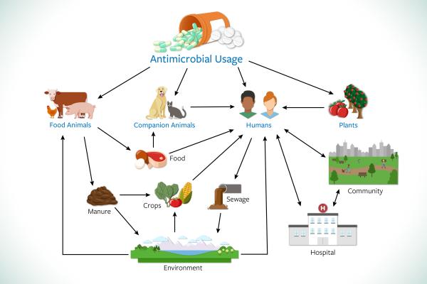 antimicrobial dissemination diagram