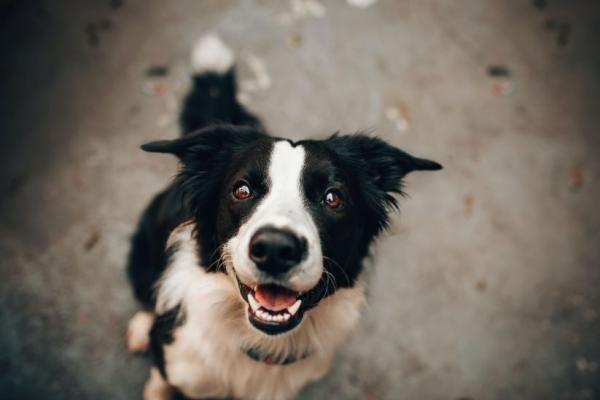 border collie looking into camera