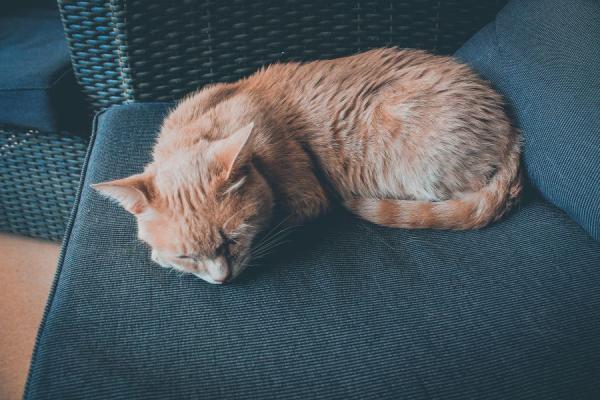 orange elderly cat sleeping