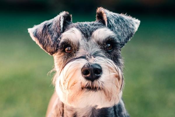 miniature schnauzer