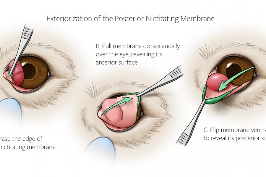 diagram of exteriorization of nictitans membrane in dog eye