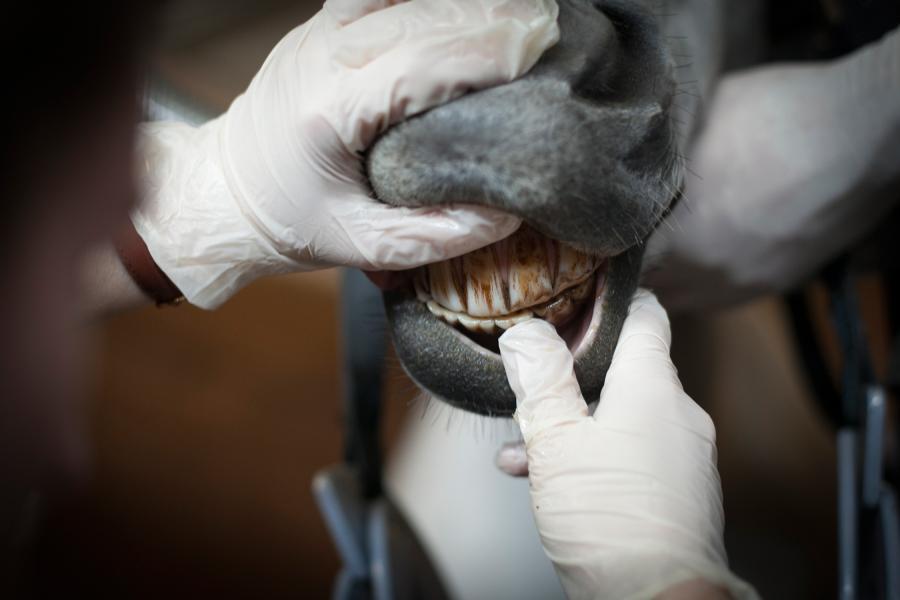 Equine dental exam