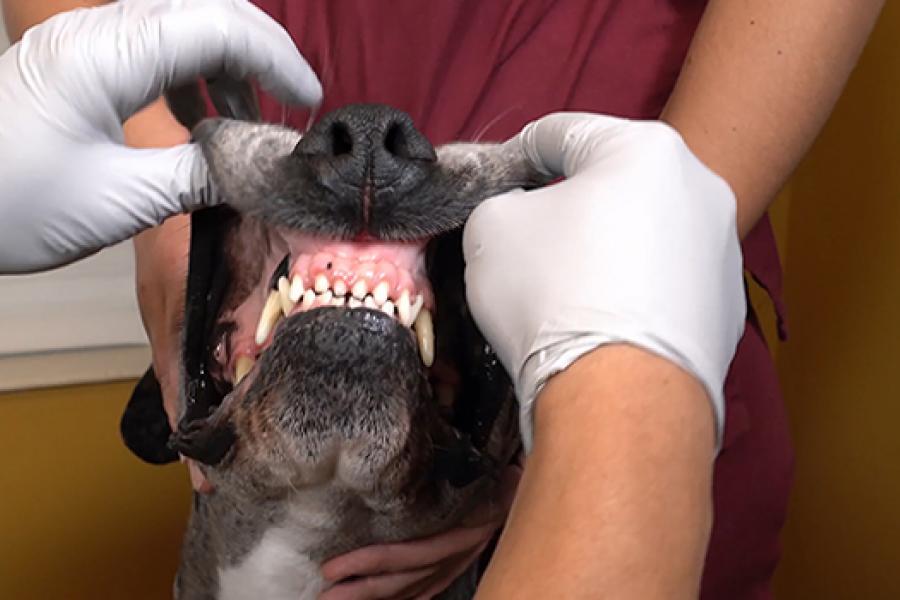 dog oral exam