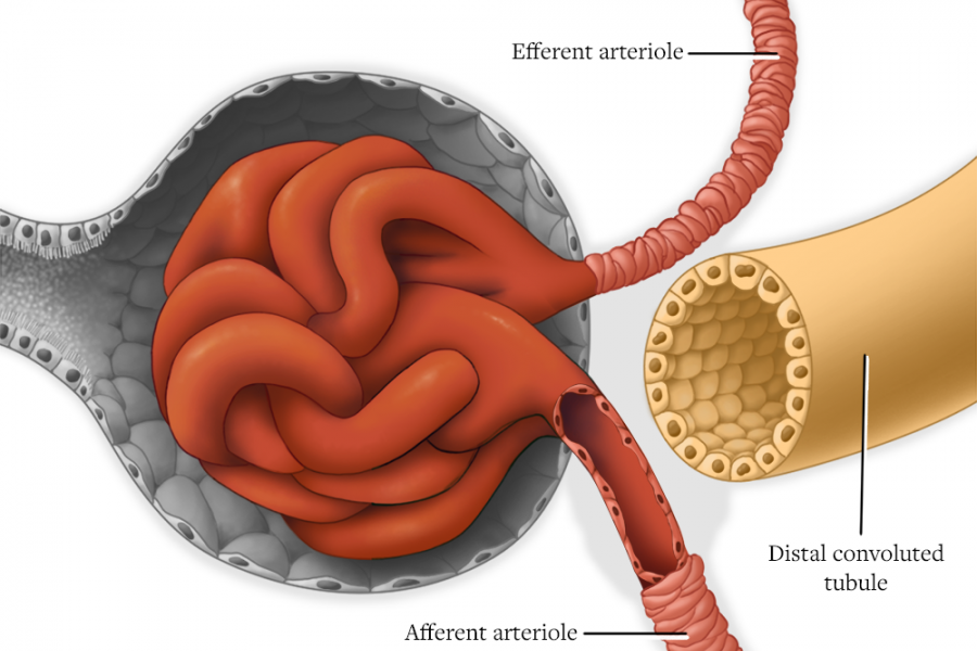 kidney detail illustration