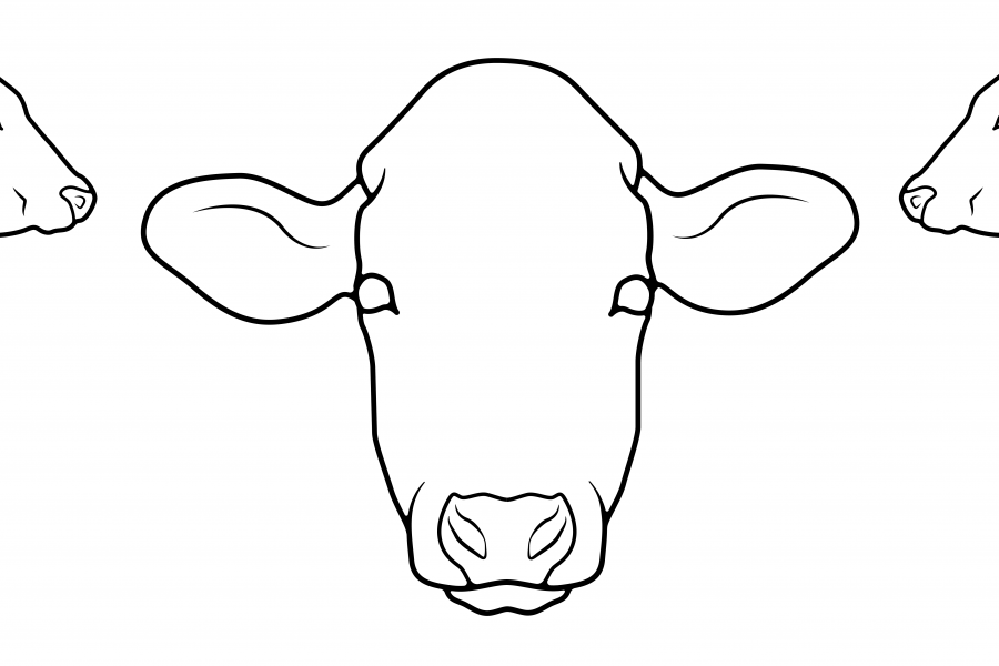 bovine body map illustration