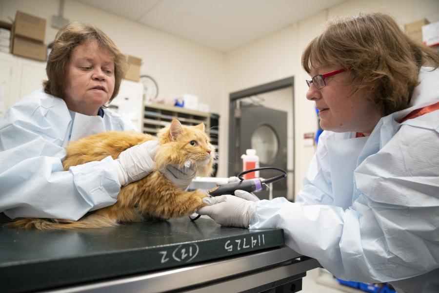 Technicians prepare to place a catheter in a cats front leg. 