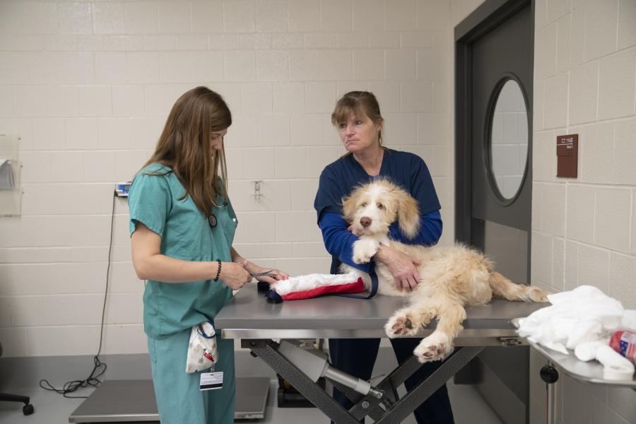 Orthopedic Surgery | Cornell University College of Veterinary Medicine