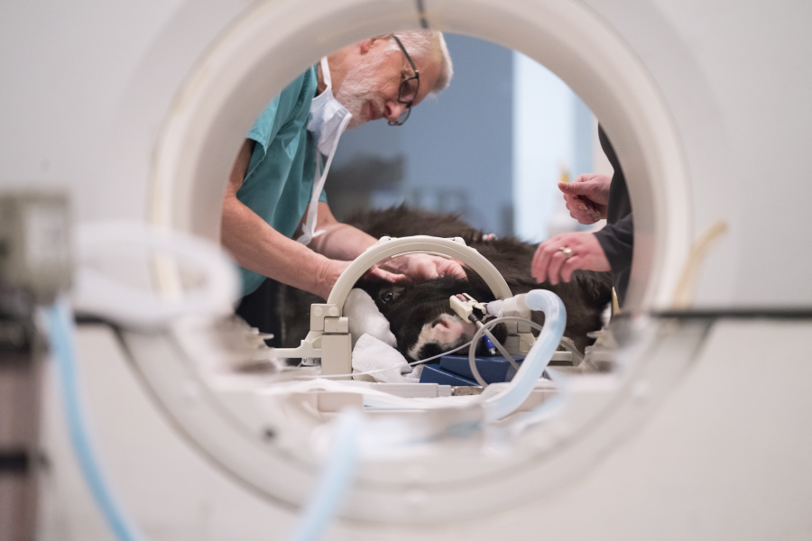 Veterinarian monitors an anestheticized horse reciving MRI