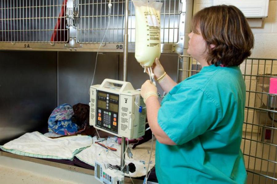 A veterinary technician prepares an IV drip for a patient in the ICU.