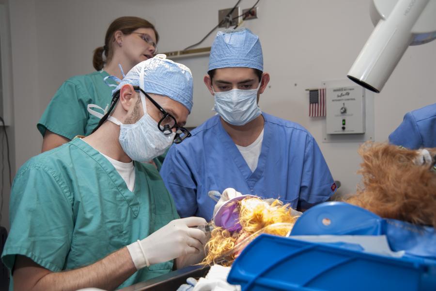 Veterinarian performs dental procedure on an anesthetized dog