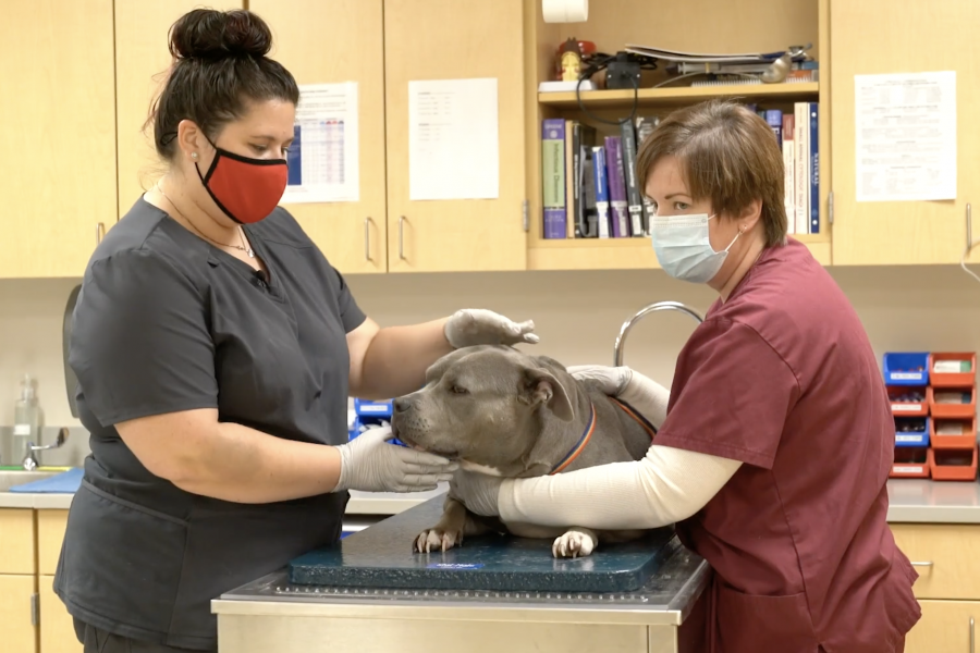 clinicians perform dermatologic exam on a dog