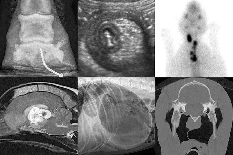 A composite of radiograph, ultrasound, MRI, CT, and nuclear medicine images