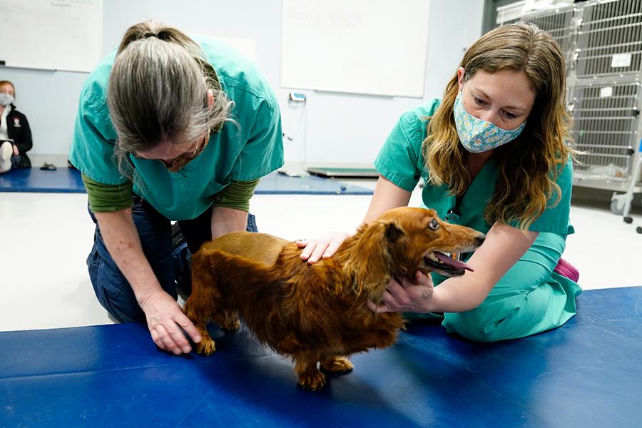 A veterinary neurologist and technician examine a dachshund