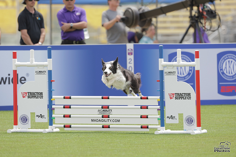 Sea Ya sports agility dog competing