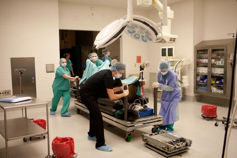 A horse is being wheeled into surgery on a gurney. 